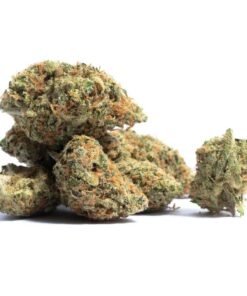 Fuego Hemp 4G Bizgotti